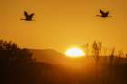 Sandhill cranes flying by the sun at sunrise, Bosque del Apache NWR, New Mexico Art Print